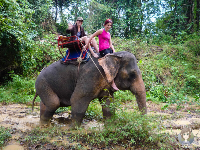 Ein Elefant im Schlamm