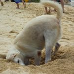 Ein Hund am Strand von Koh Phi Phi