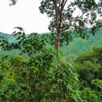 Der Wald im Erawan National Park, Thailand