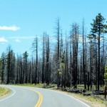 Fahrt durch den Bryce Canyon National Park