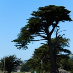 windschiefer baum