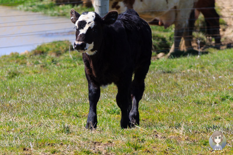 Kälbchen in Neuseeland