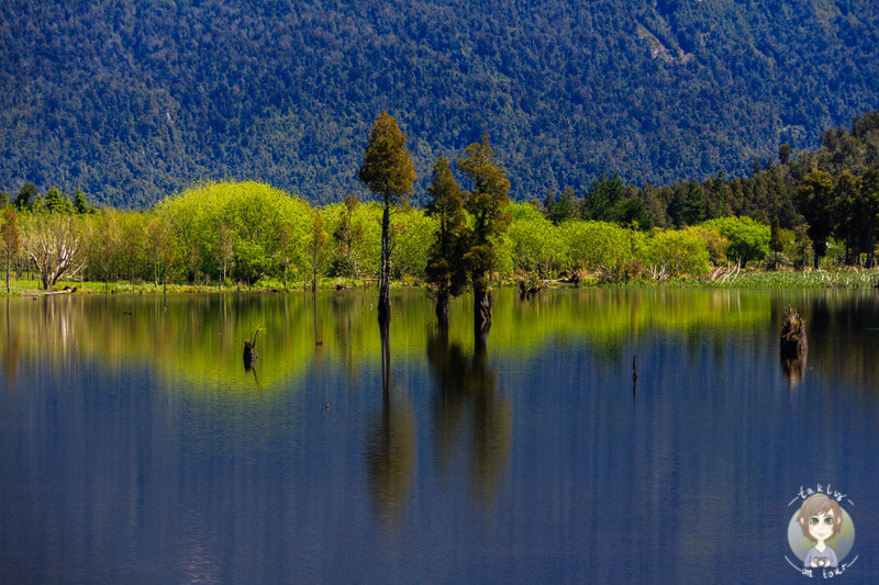 Spiegelung im Lake Poerua, West Coast, Neuseeland