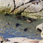 Seelöwenbabys beim Planschen am Sea Elephant Lookout, Kaikoura