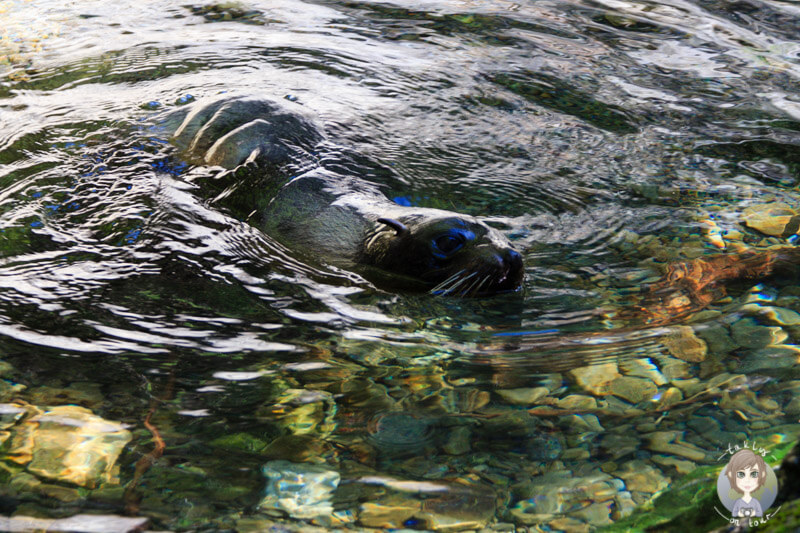 Seelöwe im Wasser, Kaikoura