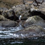 Ein Pinguin am Milford Sound