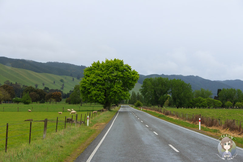 Fahrt durch das Motueka Valley