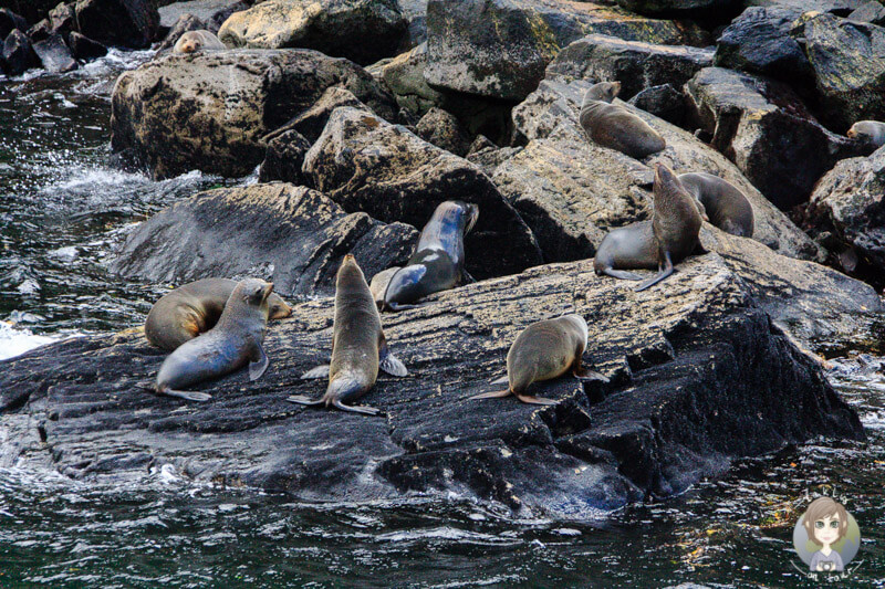 Sea Lion am Milford Sound