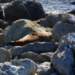 Robben schlafen auf den Steinen vom Paparoa Point