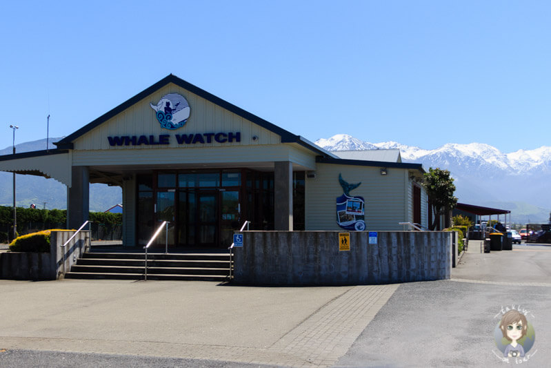 Whale Watching in Kaikoura