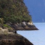 tolle Landschaft und viele Tiere am Milford Sound