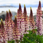 tolle Blumen am Lake Tekapo