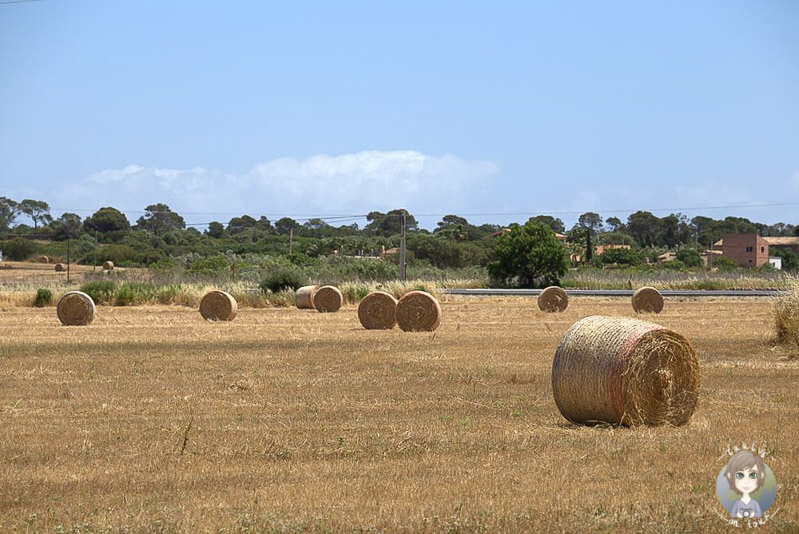 Heuballen auf Mallorca, Landschaft in Ses Salines