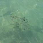 Fische im klaren Wasser auf Mallorca
