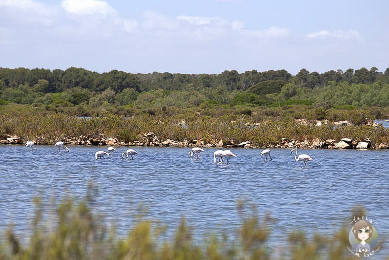 Flamingos nahe der Salines d´Es Trenc, Mallorca