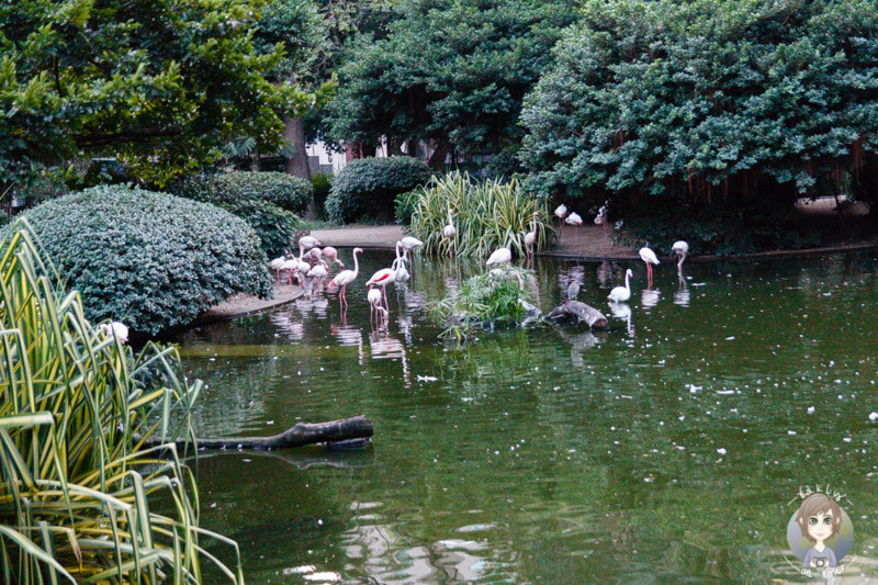 Flamingos in Hong Kong im Kowloon Park