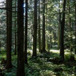 Auf dem Hemlock Grove Trail mitten im Wald, BC, Kanada