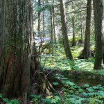 Der schöne Boardwalk des Hemlock Grove Trails im Mounta Revelstoke National Park, Kanada