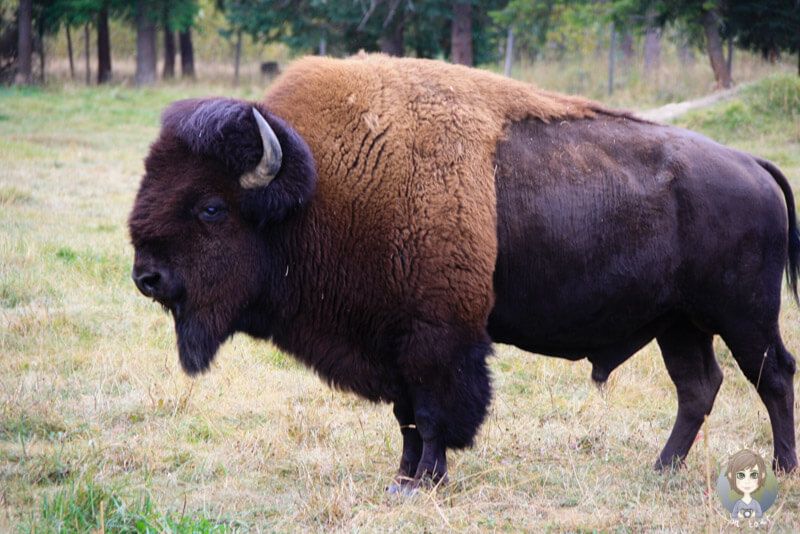 Ein Buffalo im Wells Gray Provincial Park, Kanada