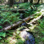 Ein kleiner Bach auf dem Hemlock Grove Trail, Mount Revelstoke National Park, Kanada