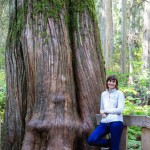 Der Giant Cedars Trail, Mount Revelstoke National Park, Kanada