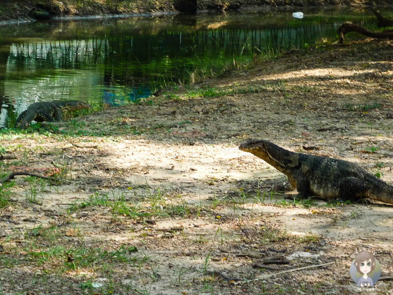 Warane im Park von Bangkok, Thailand