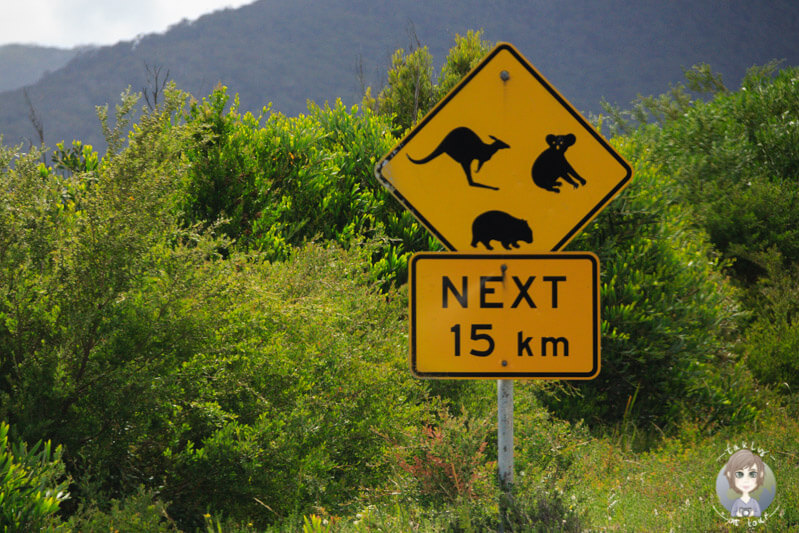 Vorsicht Wildlife im Wilsons Promontory National Park, Victoria, Australien