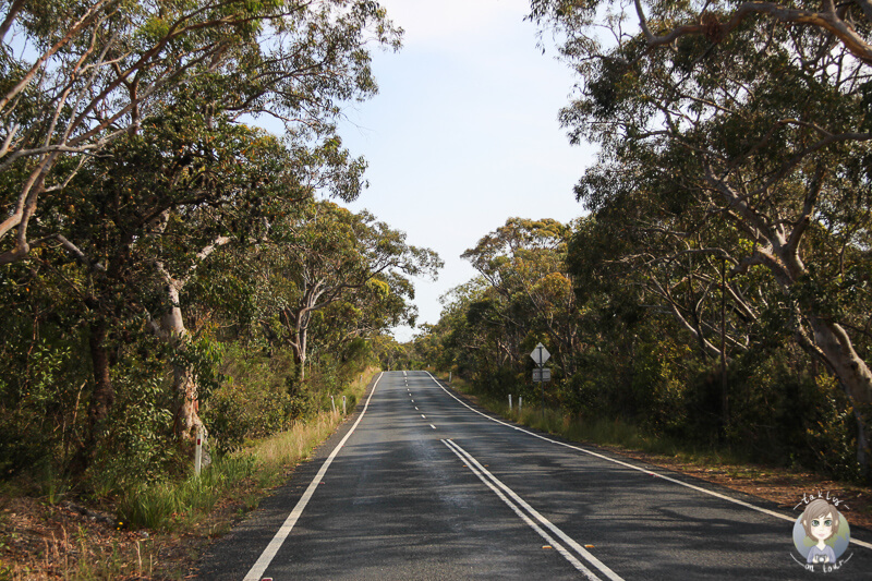 Straße mit australischen Baeumen links und rechts auf der Fahrt durch den Royal National Park in Australien