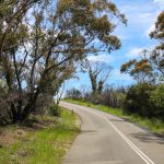 Straße mit Baeumen links und Straeuchern rechts Fahrt ueber den Scenic Drive durch den Blue Mountains National Park