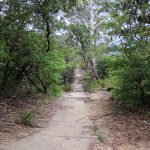 Schmaler Pfad im Wald Weg zum Gordon Falls Lookout im Blue Mountains National Park