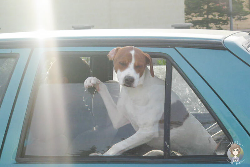 Ein Hund schaut aus einem fahrenden Auto