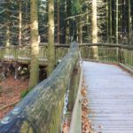 Holzsteg vom Erlebnispfad Wilder Weg, Eifel