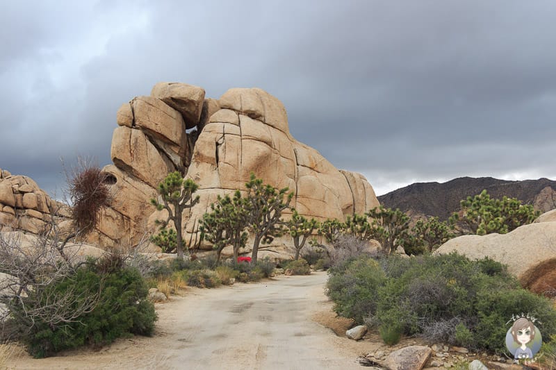 Joshua Tree National Park Erfahrungen Reisebericht Usa Sudwesten Takly On Tour Der Reise Und Camping Blog