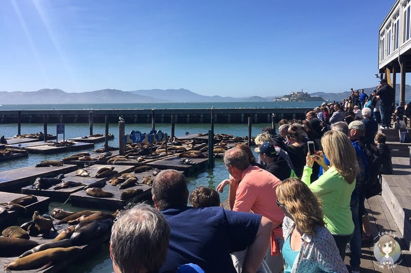 Seelöwen an der Fishermans Wharf in San Francisco