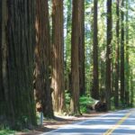 Fahrt durch den Humboldt Redwood State Park