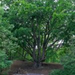 Ein alter Baum auf dem Campingplatz Geversduin in Nordholland