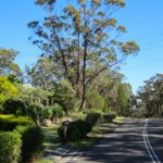 Strasse mit Bäumen der Blue Mountains Drive