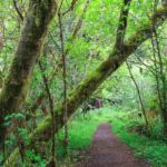 Auf dem Redwood Access Trail