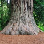 Riesiger Redwood am Elk Prairie Campground