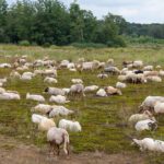 Dwingelderveld Schafe am Noordenveld in Drenthe