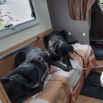 Der Schlafplatz der Hunde im Camper