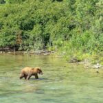 Ein Alaska Bär beim Lachse fangen