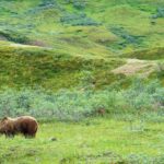 Im Denali Nationalpark in Alaska Bären beobachten