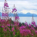 Fireweed in Alaska beim Bären beobachten