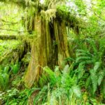 Ein Baum am Rain Forest Nature Trail