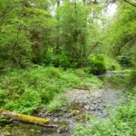 Ein Fluss am Rain Forest Nature Trail