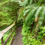 Der Weg vom Rain Forest Nature Trail