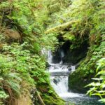 Ein Wasserfall am Rain Forest Nature Trail