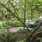 Camping im Olympic National Forest